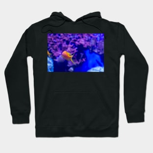 Goldfish in aquarium Hoodie